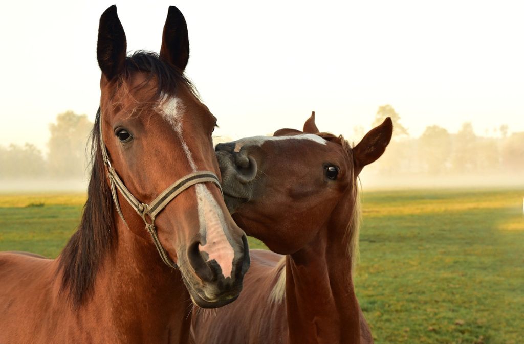 Fall für Paul: Auch Pferde zeigen Gefühle