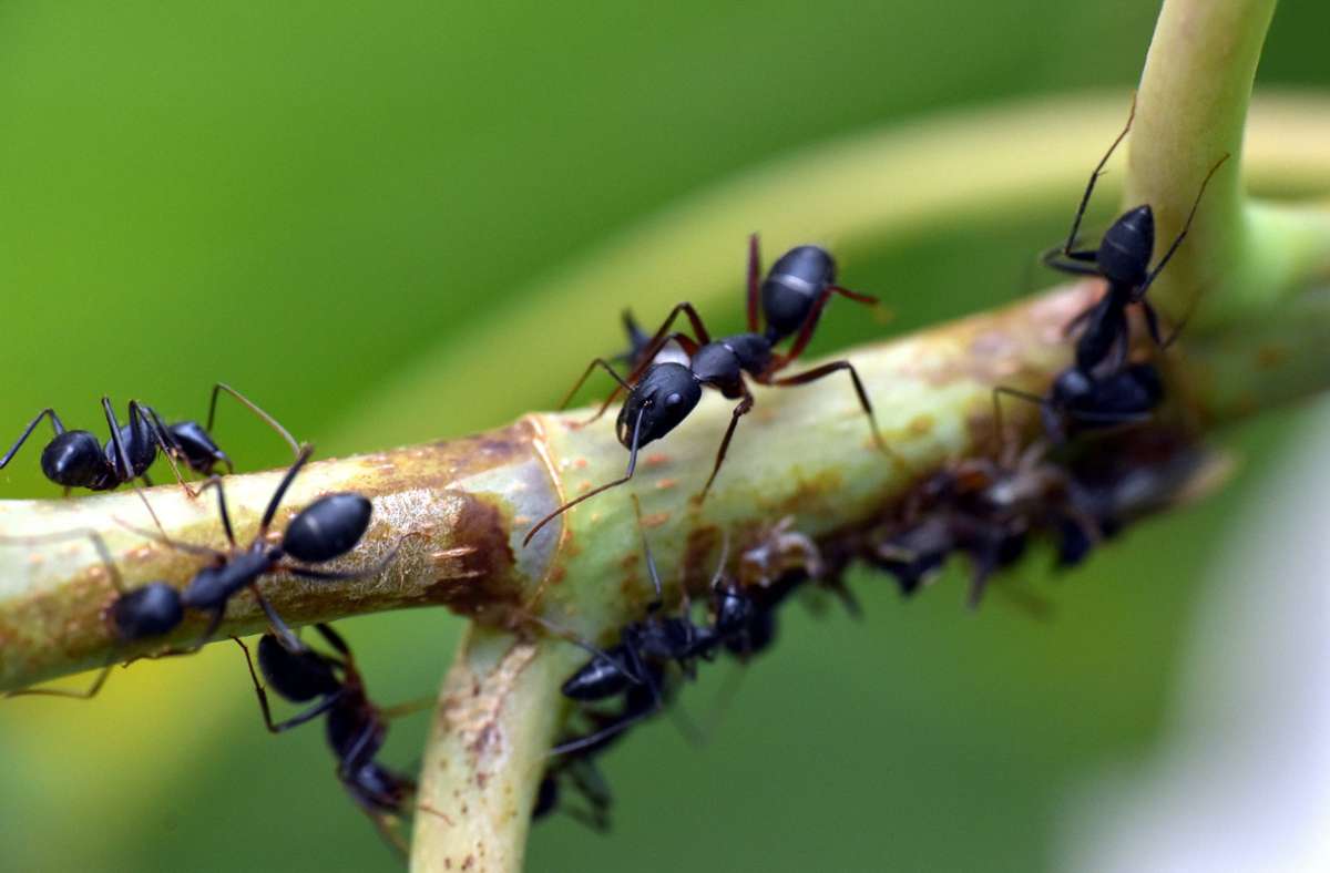 Natur: Wie viele Ameisen gibt es auf der Erde?